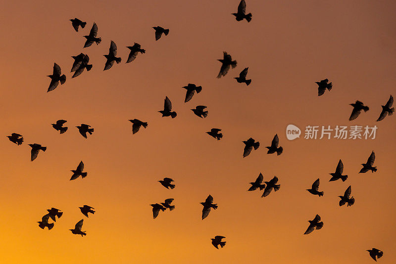 会飞的八哥(Sturnus vulgaris)